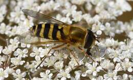 Image de Syrphus ribesii (Linnaeus 1758)