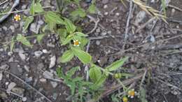 Image of Smooth peruvian daisy