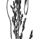 Image of Nootka alkaligrass