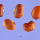 Image of Pueraria montana var. lobata (Willd.) Sanjappa & Pradeep