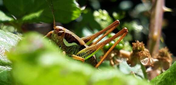 Image of Eupholidoptera magnifica (Costa & A. 1863)