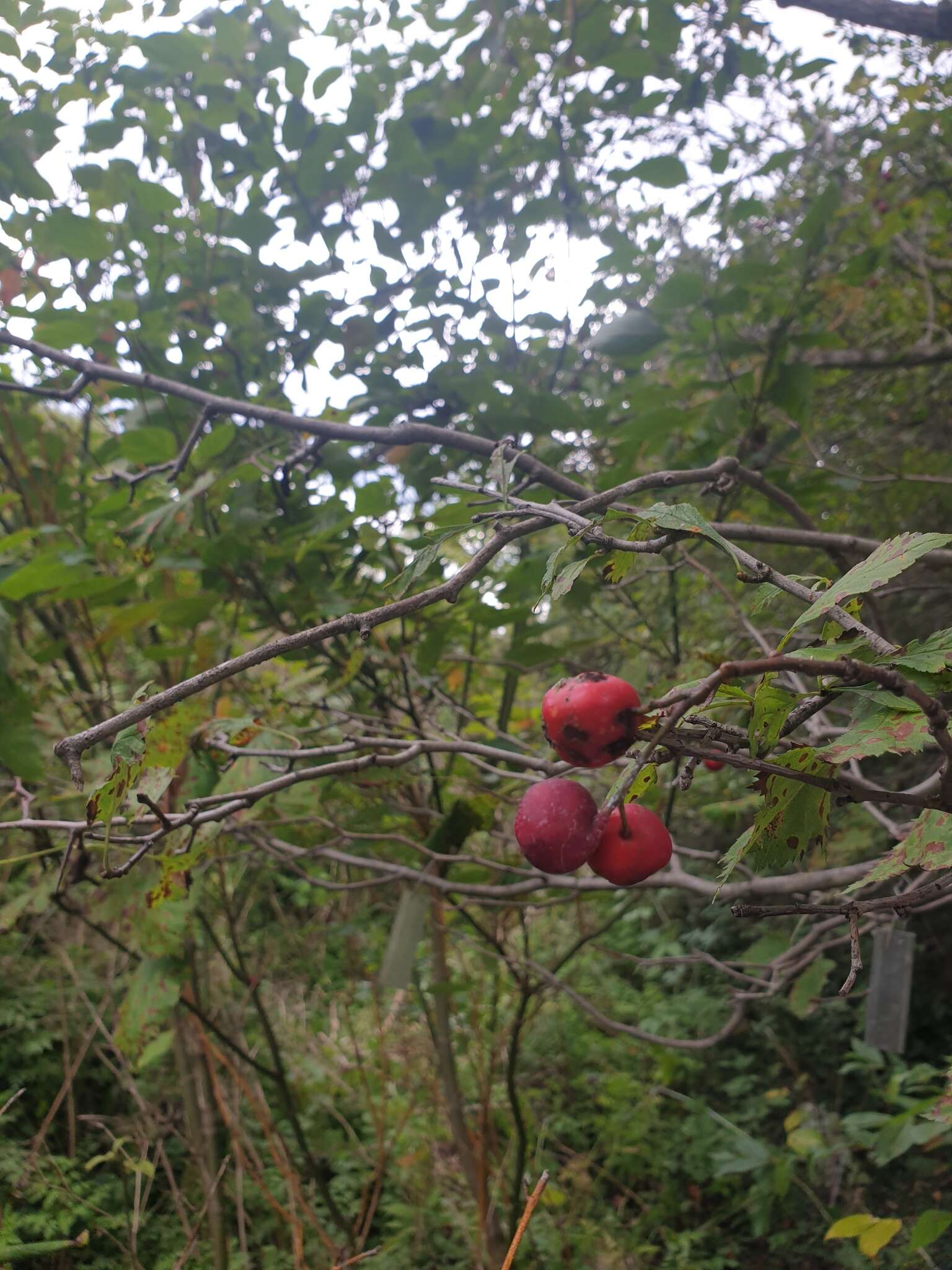 Crataegus coccinioides Ashe resmi