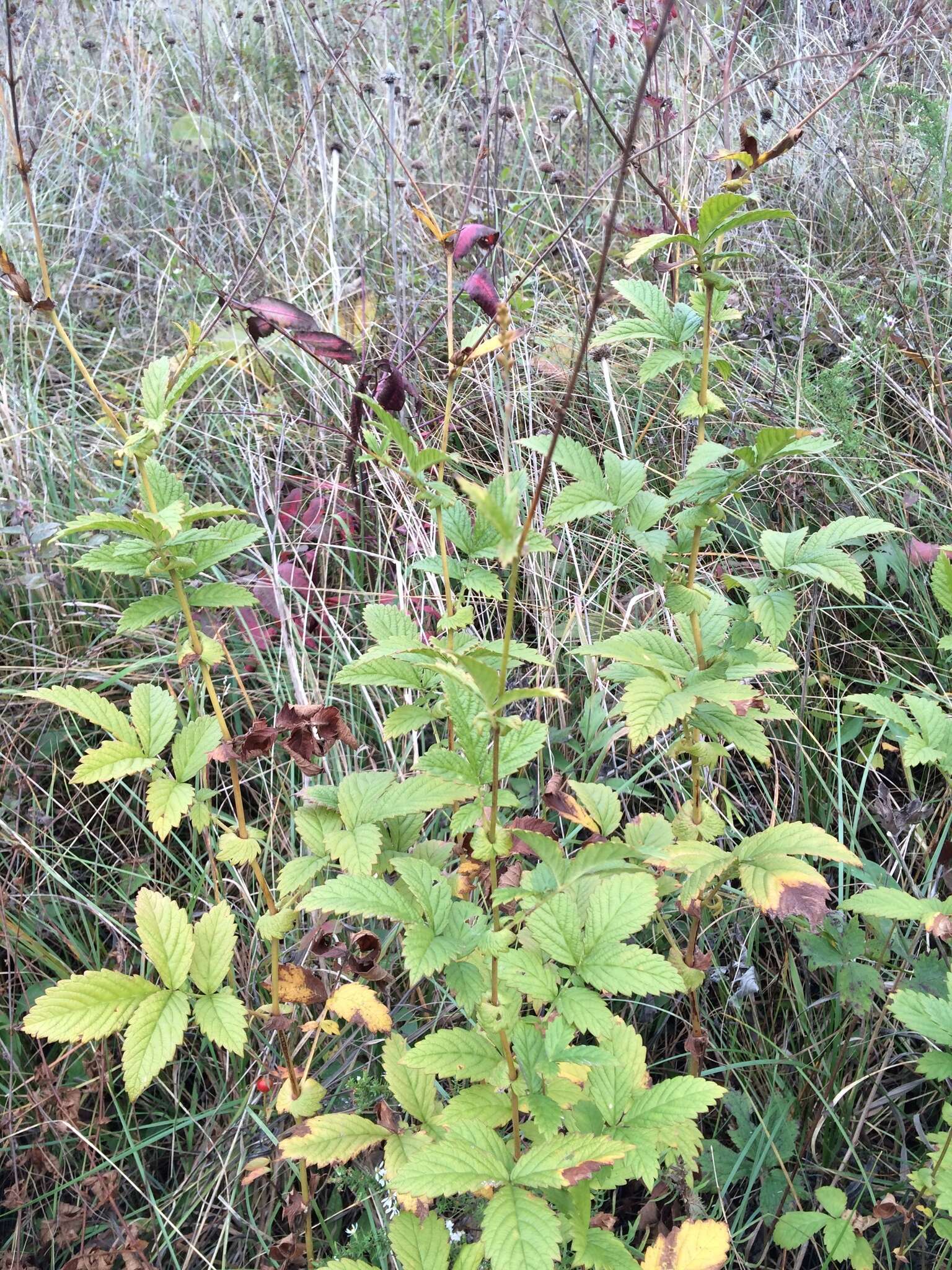 Image of tall hairy agrimony