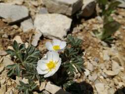 Image of Ranunculus seguieri subsp. seguieri