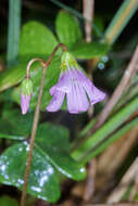 Image of Oxalis dimidiata J. D. Smith