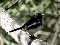 Image of Madagascan Magpie-Robin