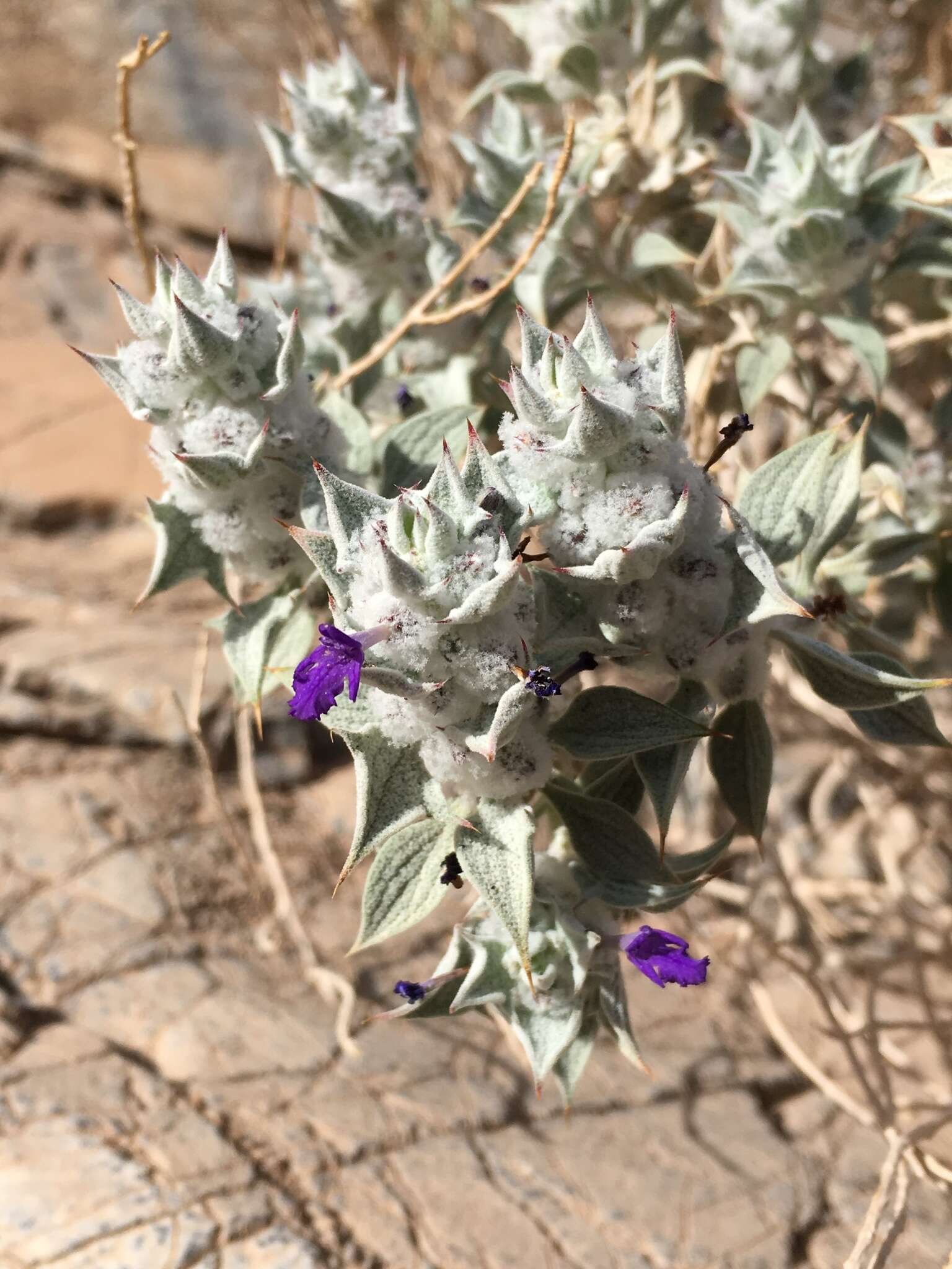 Imagem de Salvia funerea M. E. Jones