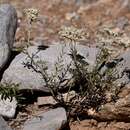 Image of Eriogonum microtheca var. lapidicola Reveal