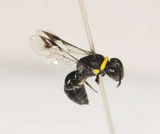 Imagem de Hylaeus primulipictus (Cockerell 1905)