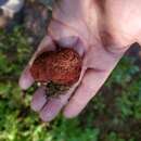 Plancia ëd Gastroboletus ruber (Zeller) Cázares & Trappe 1991