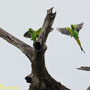 Image of Indian Ring Necked Parakeet