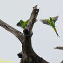 Image of Indian Rose-ringed Parakeet