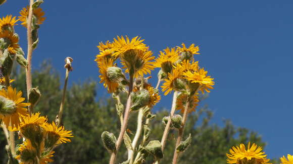 Plancia ëd Hulsea californica A. Gray