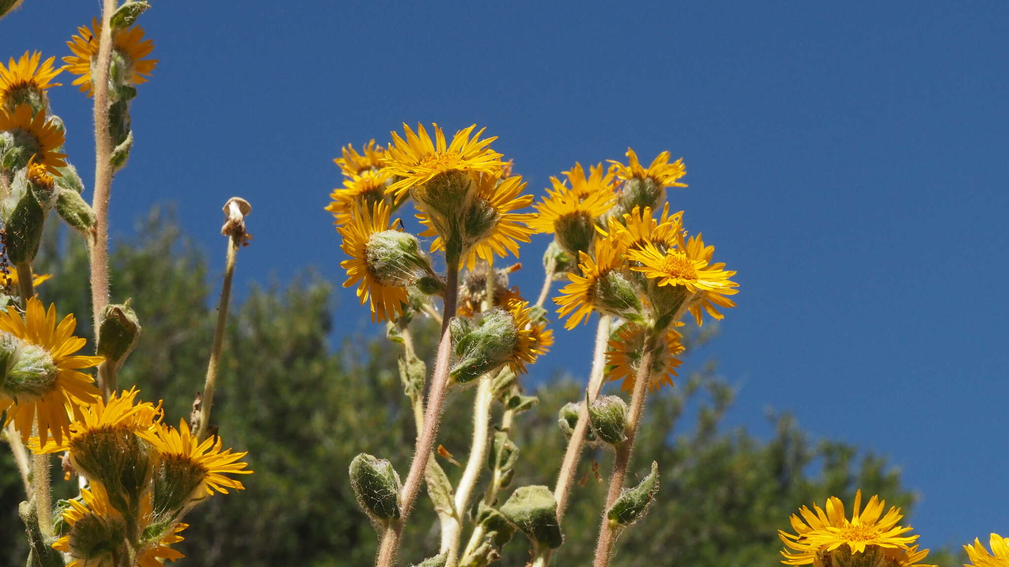 Plancia ëd Hulsea californica A. Gray