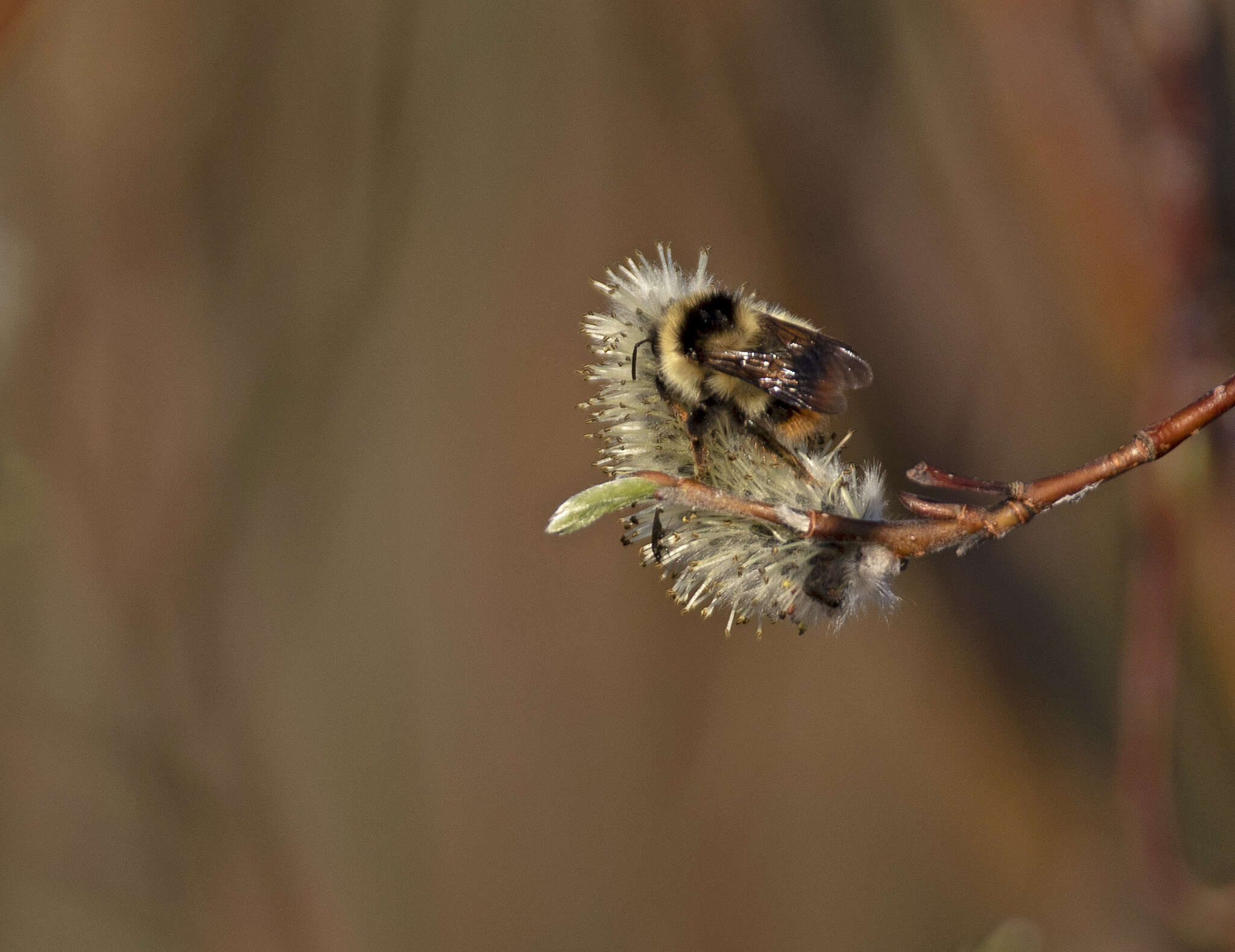 Image of Frigid Bumble Bee