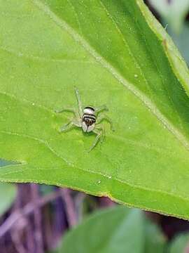 Phintella accentifera (Simon 1901) resmi