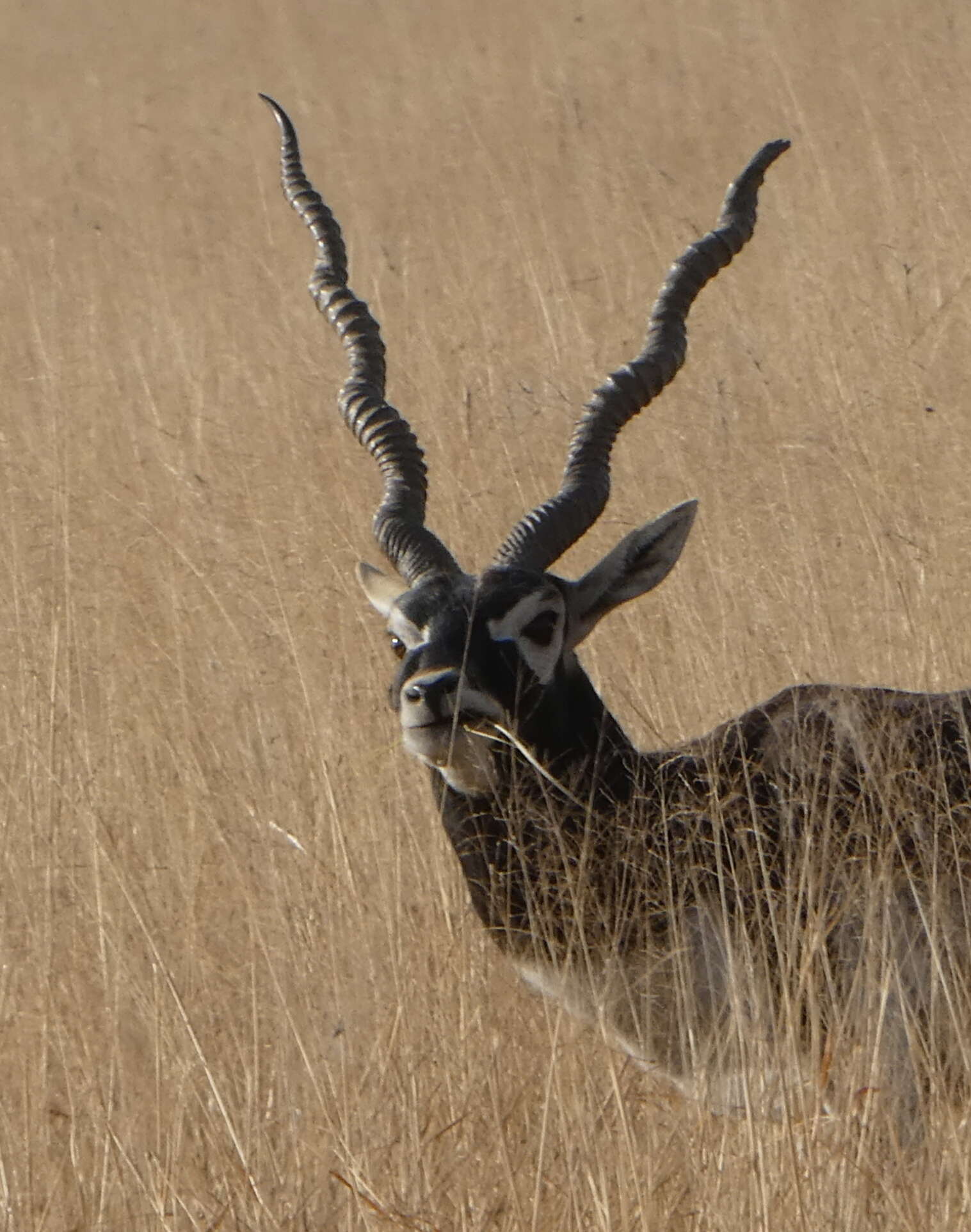 Image de Antilope Pallas 1766