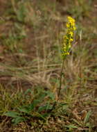 Image of Mt. Albert goldenrod