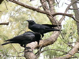 Imagem de Corvus coronoides Vigors & Horsfield 1827