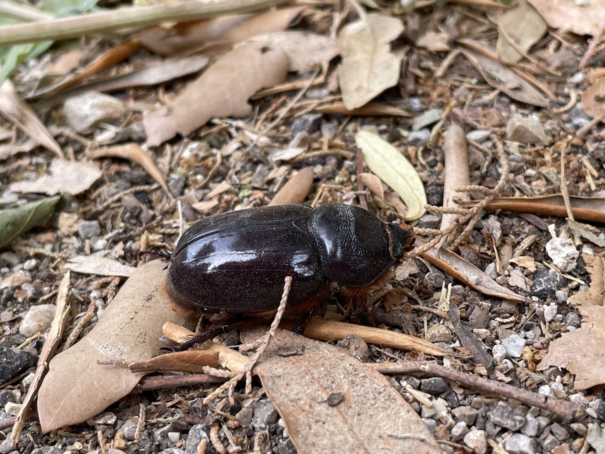 Image of Oryctes (Oryctes) nasicornis ameliae López-Colón & Bahillo De la Puebla 2020