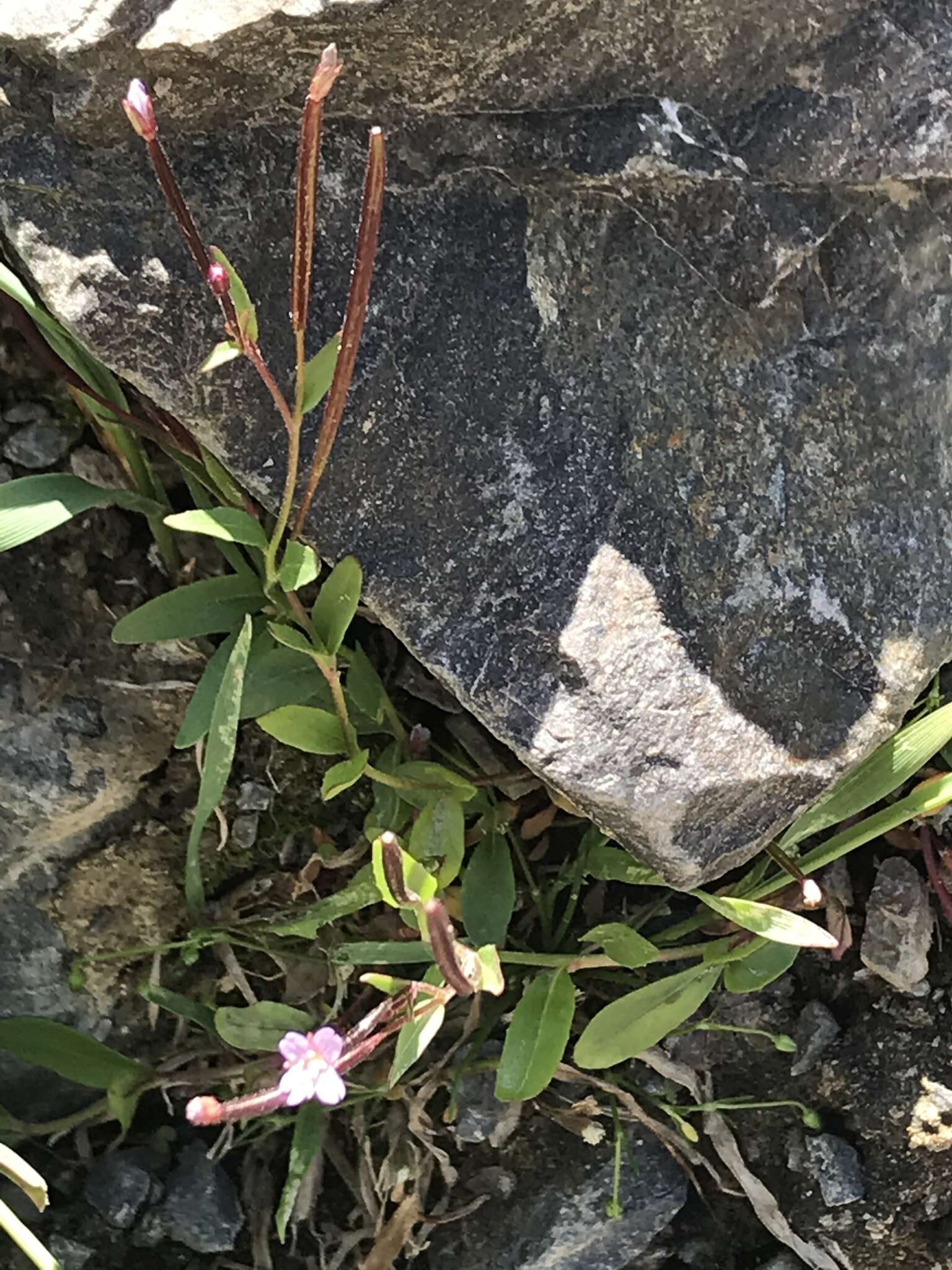 Image of talus willowherb