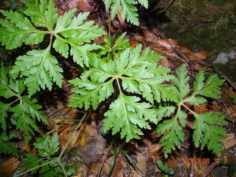 Image of Canary Island geranium