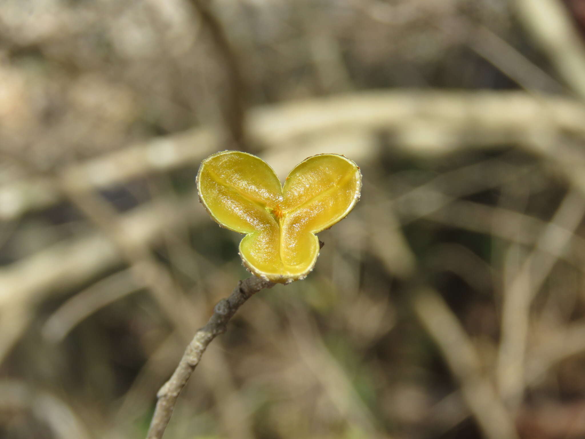 Image of Trichilia trifolia L.