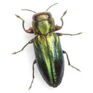 Image of Chrysobothris purpureovittata Horn 1886