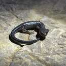 Image of Blacksburg Salamander
