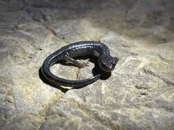 Image of Blacksburg Salamander