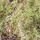 Image of Baccharis coridifolia DC.