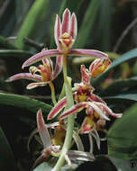 Imagem de Cymbidium aloifolium (L.) Sw.