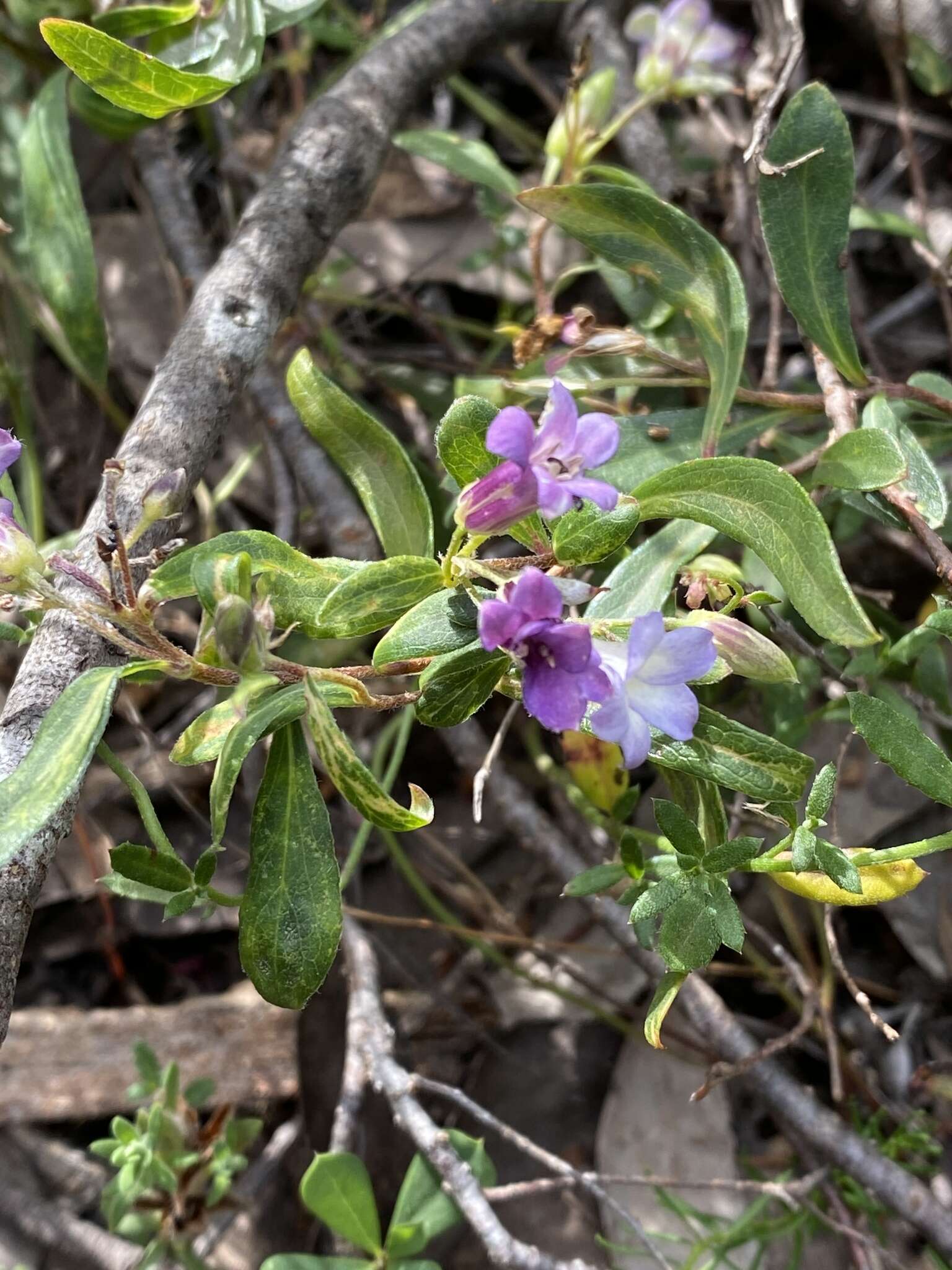 Imagem de Billardiera versicolor F. Müll. ex Klatt