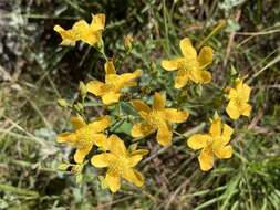 صورة Hypericum connatum Lam.