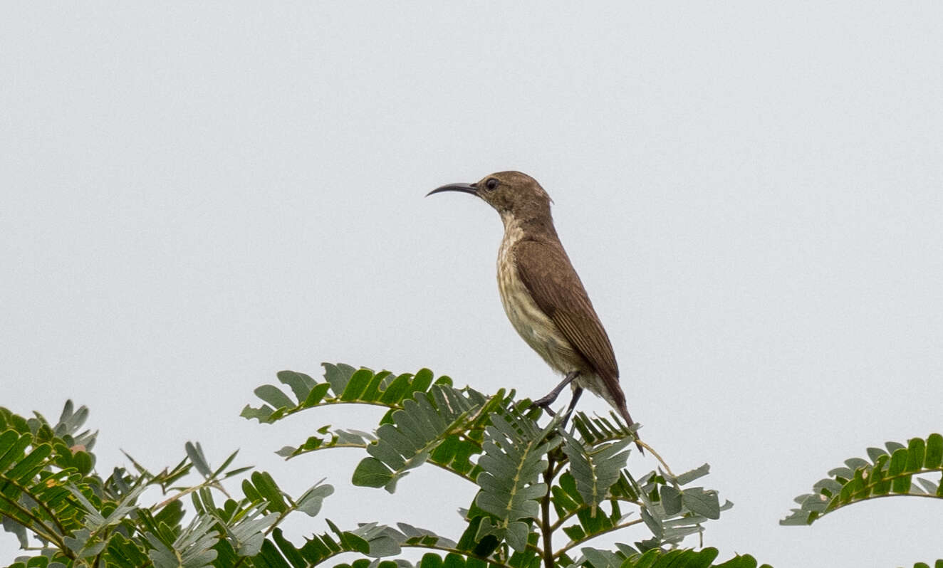 Image of Buff-throated Sunbird