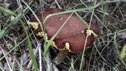 Phylloporus leucomycelinus Singer 1978的圖片