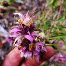 Monarda viridissima Correll的圖片