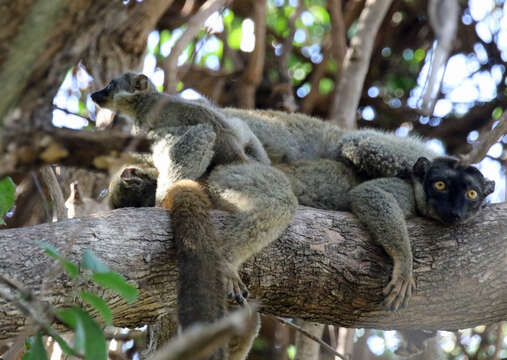 Imagem de Eulemur fulvus (É. Geoffroy Saint-Hilaire 1796)