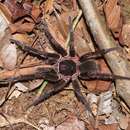 Image de Acanthoscurria simoensi Vol 2000