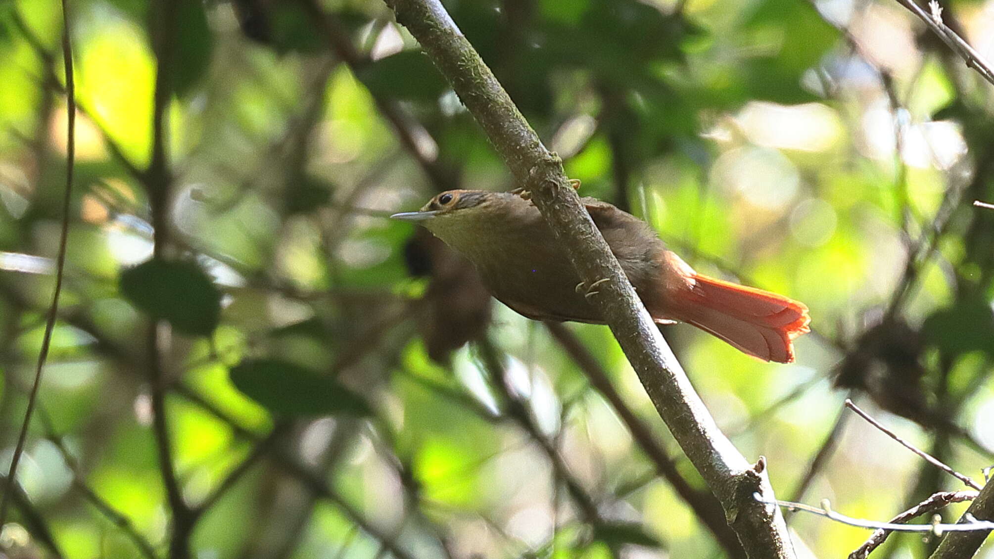 Image of Scaly-throated Foliage-gleaner