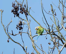 Image of Blossom-headed Parakeet