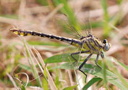 Image of Tamaulipan Clubtail