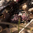 Image of Sempervivum globiferum subsp. hirtum (L.) H.