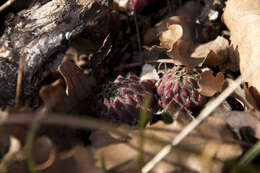 Image of Sempervivum globiferum subsp. hirtum (L.) H.