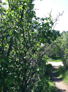 Plancia ëd Styrax redivivus (Torr.) Wheeler