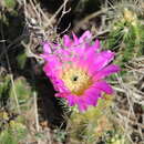 Image of Echinocereus cinerascens subsp. cinerascens