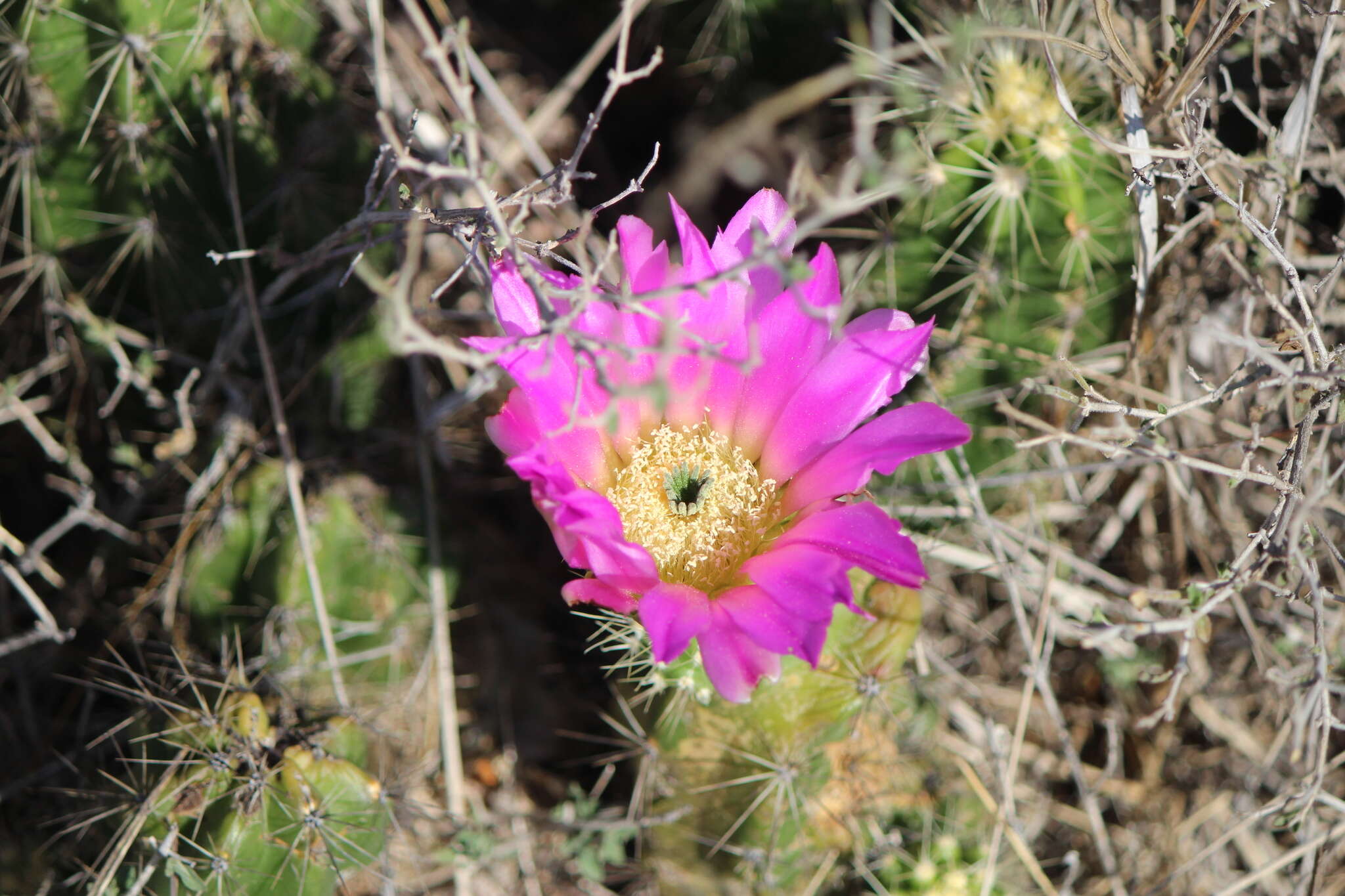 Image of Echinocereus cinerascens subsp. cinerascens