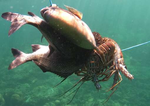 Image of Caribbean Spiny Lobster