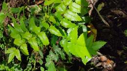 Image of Berberis moranensis Schult. & Schult. fil.