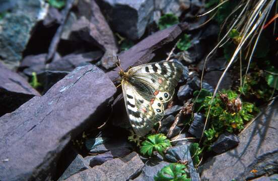 Image de Parnassius delphius (Eversmann 1843)